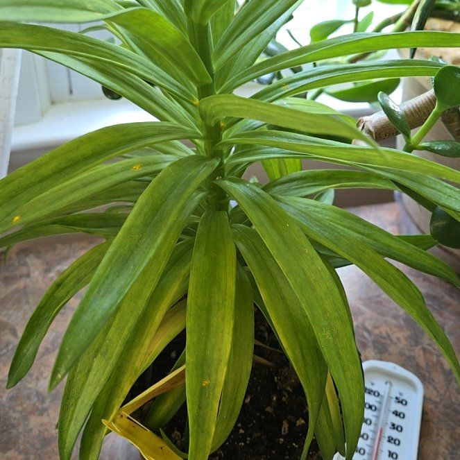 Photo of the plant species Easter Lily by @BigwigMostii8 named Harper on Greg, the plant care app