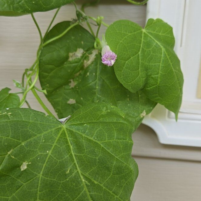 Photo of the plant species Common Morning Glory by @BigwigMostii8 named Coco on Greg, the plant care app