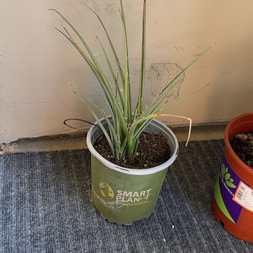 Photo of the plant species Red Yucca by @AgileBaibua47 named Captain Plant-it on Greg, the plant care app