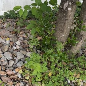 Photo of the plant species Black Elderberry by @YesAllspice70 named Hamilton on Greg, the plant care app