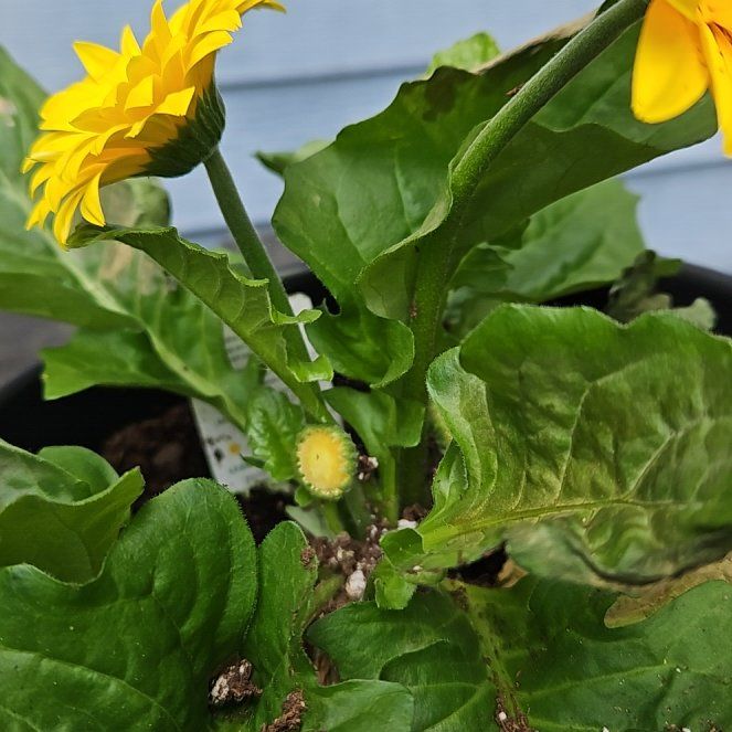 Photo of the plant species Cup Plant by @FitCat57 named Darwin on Greg, the plant care app