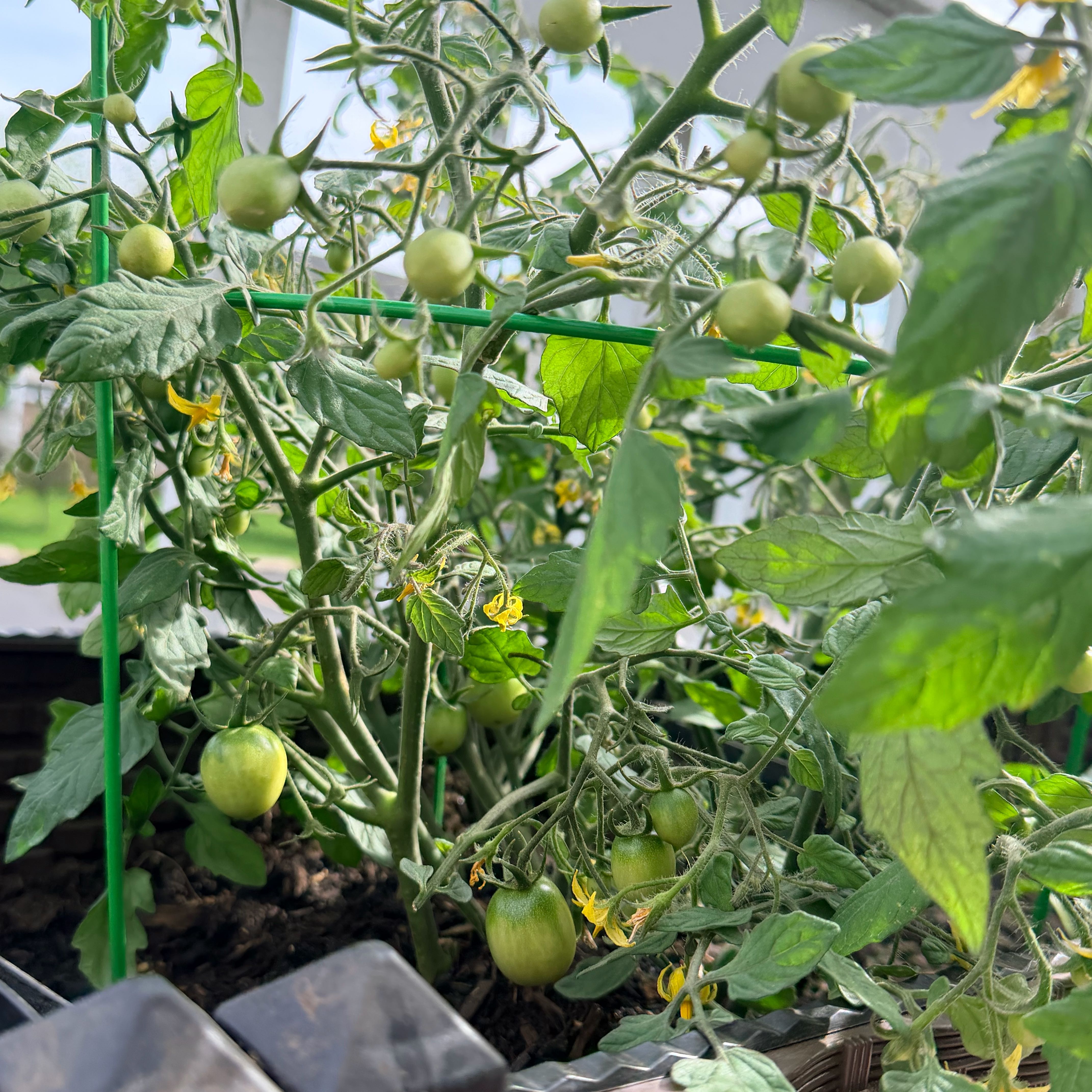 Photo of the plant species Cherry Tomato by @MaximalCorn31 named Osmo on Greg, the plant care app
