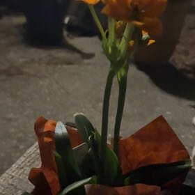 Photo of the plant species Orange Sun Star by @AdeptBlackash77 named Kendall on Greg, the plant care app