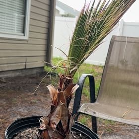 Photo of the plant species Mexican Fan Palm by @AdeptBlackash77 named Hamilton on Greg, the plant care app