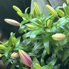 Photo of the plant species Easter Lily by @FacileWaxivy57 named Zeus on Greg, the plant care app