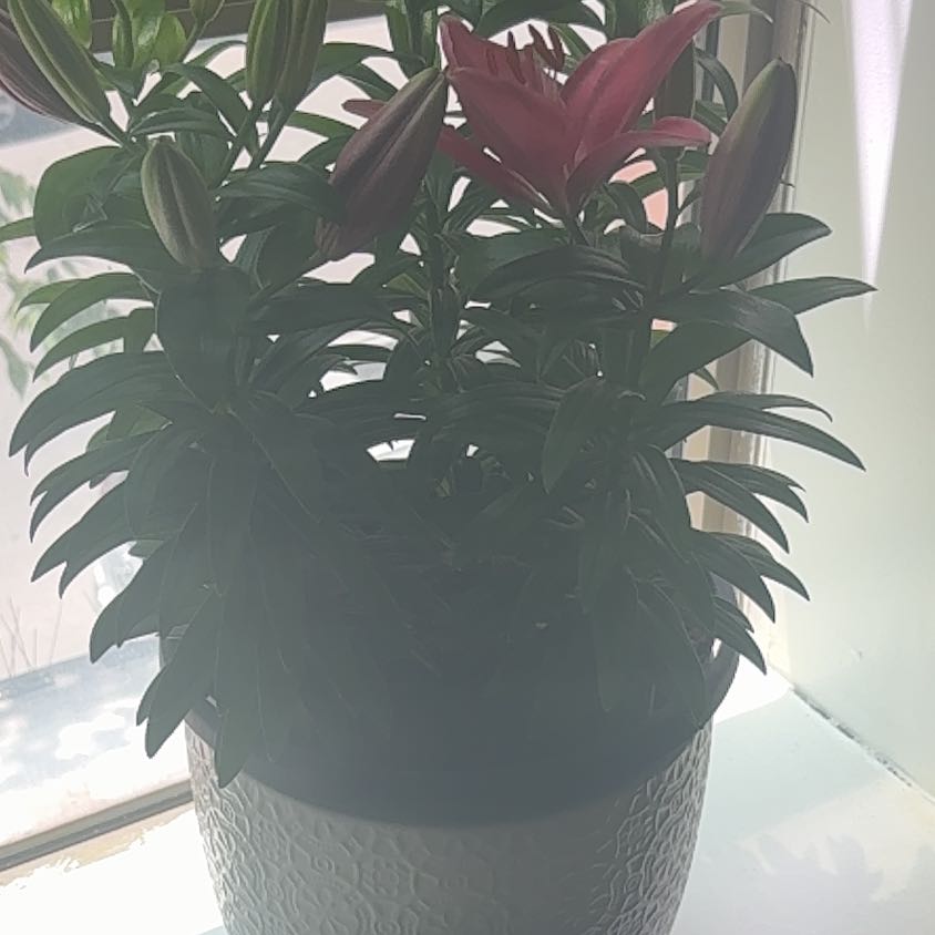 Photo of the plant species Orange Lily by @FacileWaxivy57 named Zeus on Greg, the plant care app