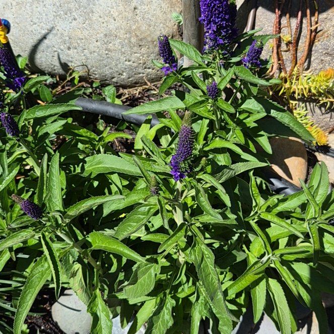 Photo of the plant species Spike Speedwell by @BackupBibi39 named Sigmund on Greg, the plant care app