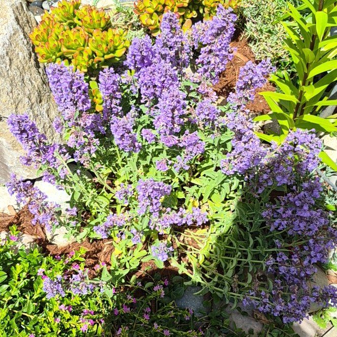 Photo of the plant species Perez's Sea Lavender by @BackupBibi39 named Maya on Greg, the plant care app
