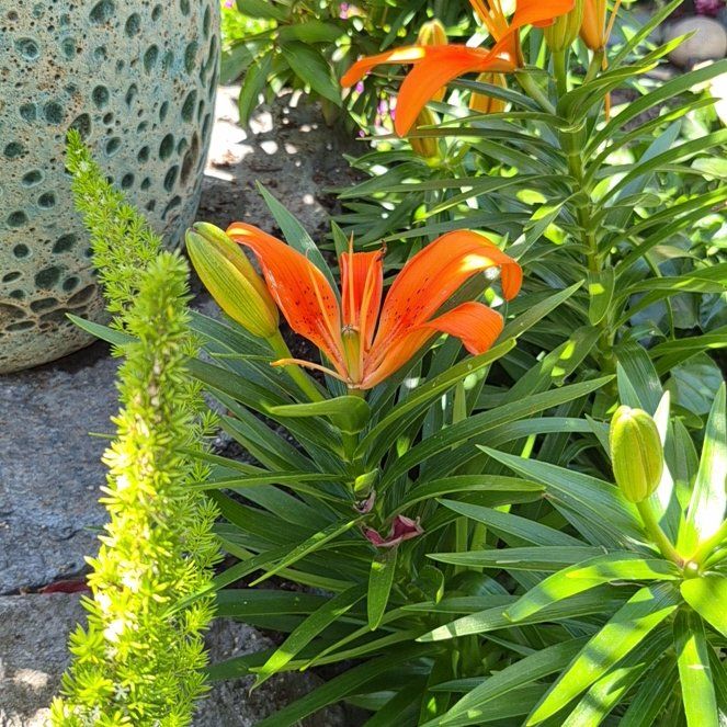 Photo of the plant species Orange Lily by @BackupBibi39 named Ronaldo on Greg, the plant care app