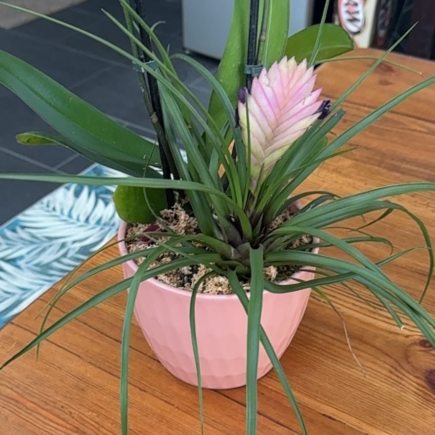 Photo of the plant species Pink Quill by @FruitfulFlax16 named Fran on Greg, the plant care app