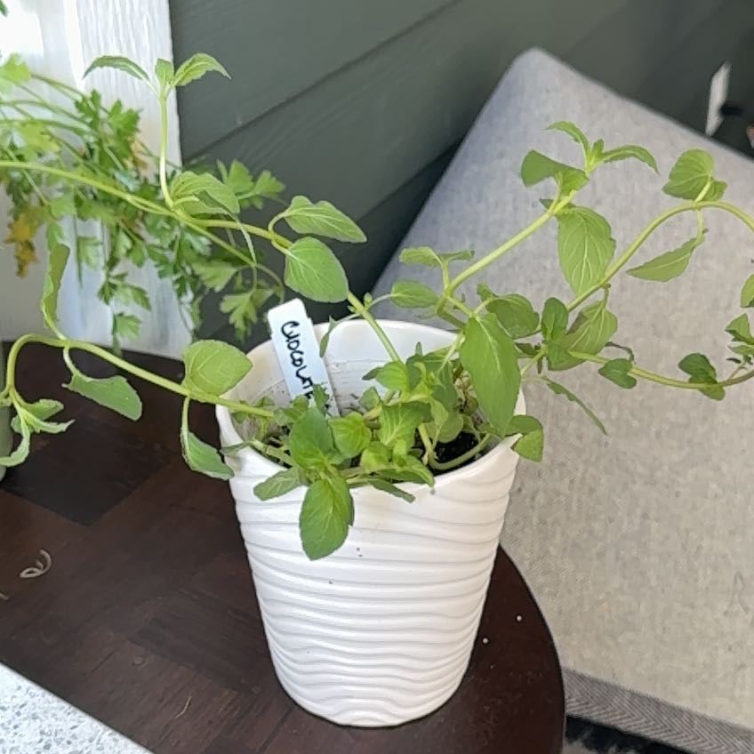 Photo of the plant species Chocolate Mint by @FruitfulFlax16 named Forrest on Greg, the plant care app