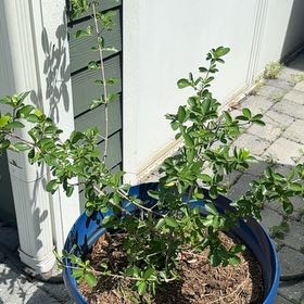 Photo of the plant species Barbados Cherry by @FruitfulFlax16 named Duke on Greg, the plant care app