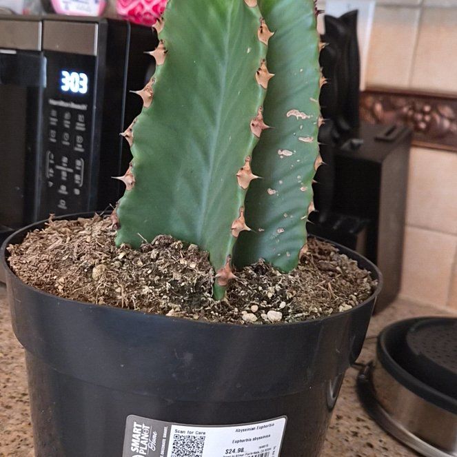 Photo of the plant species Desert Candle Cactus by @SwellLemon65 named Jaxie on Greg, the plant care app