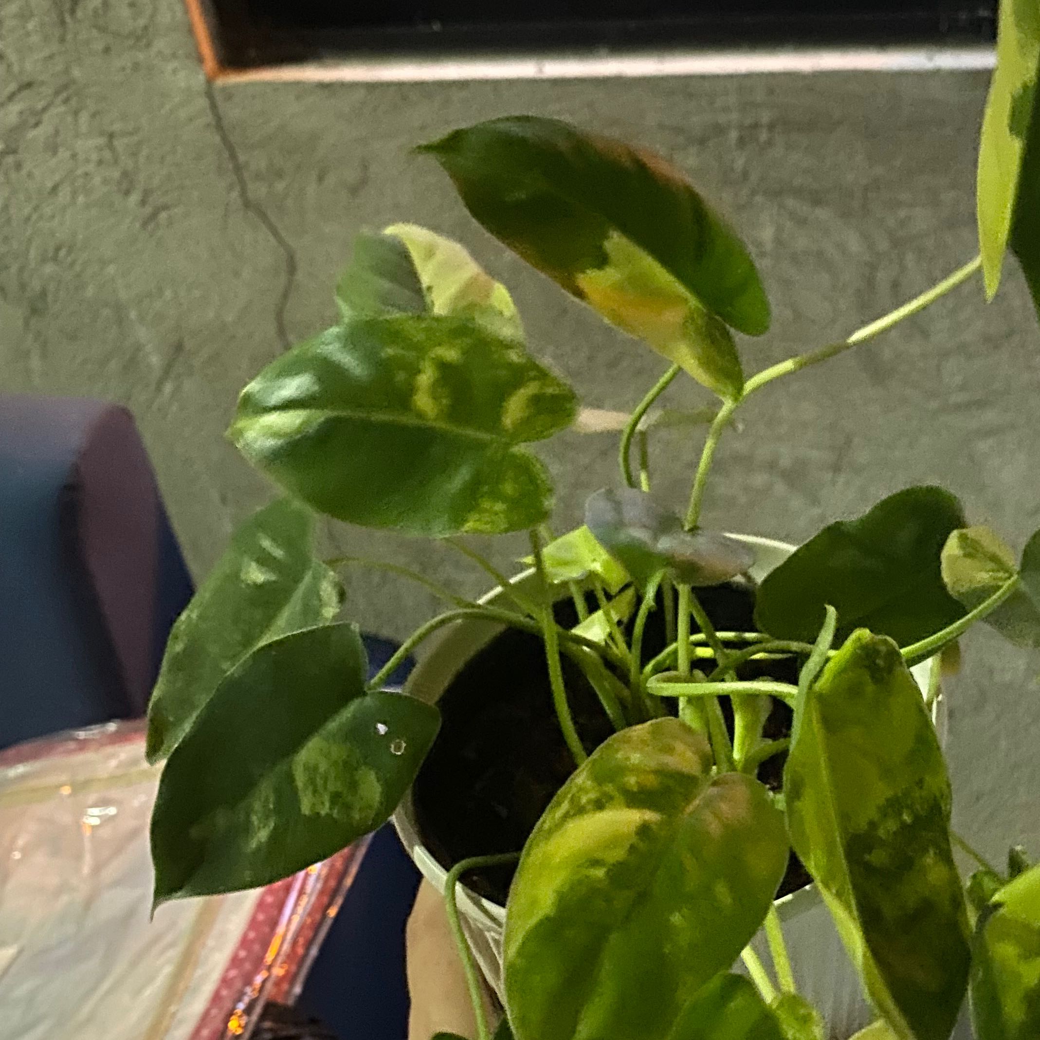 Photo of the plant species Burle Marx Variegata by @HeroicArugula named Treeyoncé on Greg, the plant care app