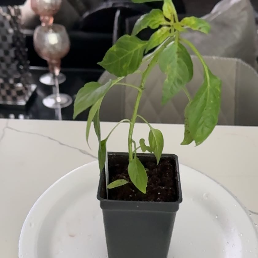 Photo of the plant species Red Thai Plant by @JocundBonsai86 named Marilyn on Greg, the plant care app