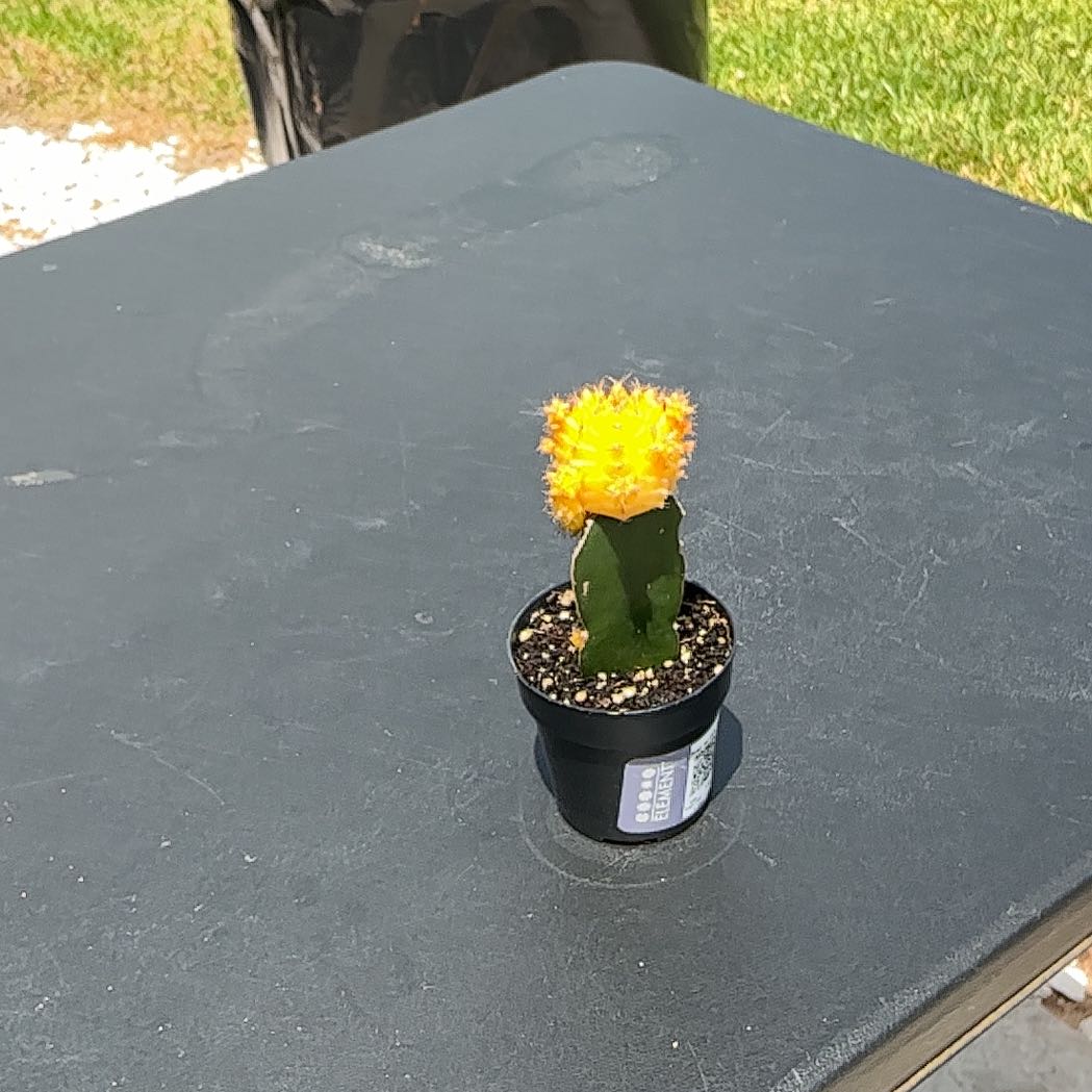 Photo of the plant species Moon Cactus by @CoolTricolor23 named Sun f on Greg, the plant care app