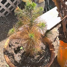 Photo of the plant species Cedros Island Pine by @TidyCallalily42 named Curie on Greg, the plant care app