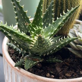Photo of the plant species Aloe 'Minnie Belle' by @FruitfulMiro79 named Tiger on Greg, the plant care app
