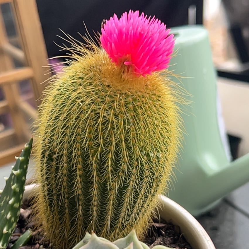 Photo of the plant species Cactus by @FruitfulMiro79 named Betty on Greg, the plant care app