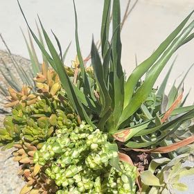 Photo of the plant species succulent by @YernAnahaw12 named Bruce Lee on Greg, the plant care app