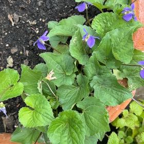 Photo of the plant species Common Blue Violet by @ZanyGollum69 named Oscar on Greg, the plant care app