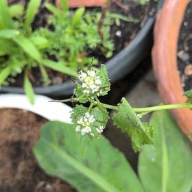 Photo of the plant species Manyflower Marshpennywort by @ZanyGollum69 named Lavender on Greg, the plant care app
