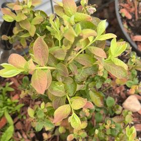 Photo of the plant species Early Lowbush Blueberry by @ZanyGollum69 named Pax on Greg, the plant care app