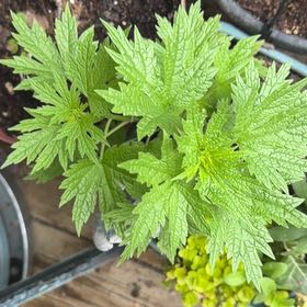 Photo of the plant species Leonurus Cardiaca by @ZanyGollum69 named Fernie Mercury on Greg, the plant care app