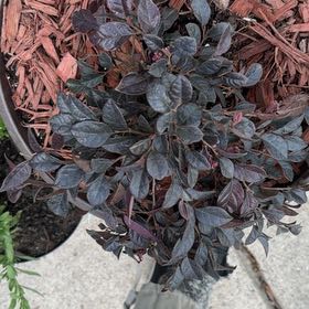 Photo of the plant species Chinese Fringe Flower by @ZanyGollum69 named Delilah on Greg, the plant care app