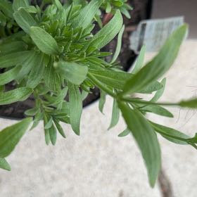 Photo of the plant species Hyssop by @ZanyGollum69 named Bella on Greg, the plant care app