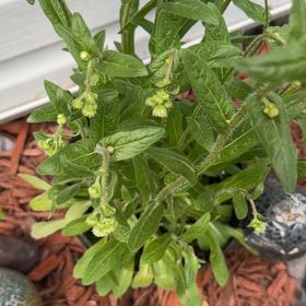 Photo of the plant species Philadelphia Fleabane by @ZanyGollum69 named Gobi on Greg, the plant care app