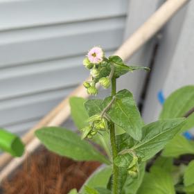 Photo of the plant species Philadelphia Fleabane by @ZanyGollum69 named Nemo on Greg, the plant care app