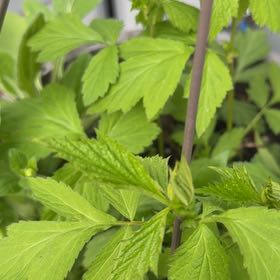 Photo of the plant species White Avens by @ZanyGollum69 named Mollie on Greg, the plant care app