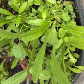 Photo of the plant species Lanceleaf Tickseed by @ZanyGollum69 named Homer on Greg, the plant care app