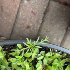 Photo of the plant species Common Chickweed by @ZanyGollum69 named Figyonce on Greg, the plant care app
