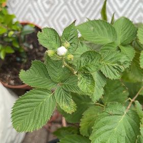 Photo of the plant species European Red Raspberry by @ZanyGollum69 named Naomi on Greg, the plant care app