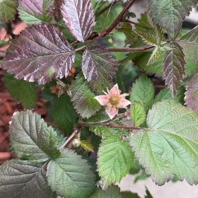 Photo of the plant species European Red Raspberry by @ZanyGollum69 named Rihanna on Greg, the plant care app