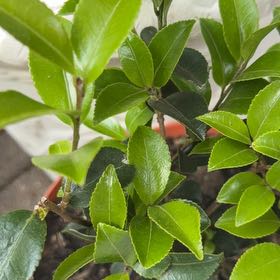 Photo of the plant species Tsubaki by @ZanyGollum69 named Lola on Greg, the plant care app