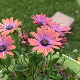 Photo of the plant species Glandular Cape Marigold by @ZanyGollum69 named Morgan Treeman on Greg, the plant care app