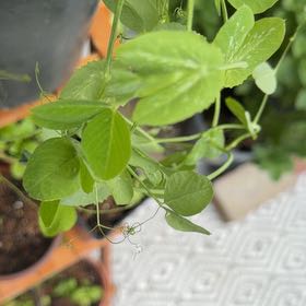 Photo of the plant species Peas by @ZanyGollum69 named Navajo on Greg, the plant care app