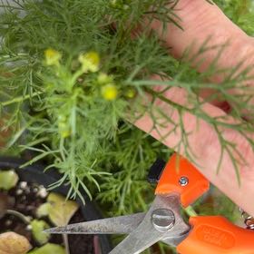 Photo of the plant species German Chamomile by @ZanyGollum69 named Sol on Greg, the plant care app