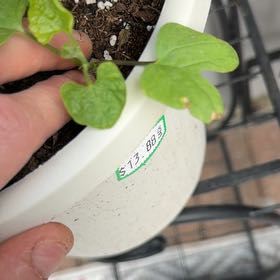 Photo of the plant species Japanese Morning Glory by @ZanyGollum69 named Walt on Greg, the plant care app