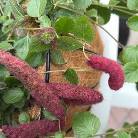 Photo of the plant species Chenille Plant by @ZanyGollum69 named Taylor Swift on Greg, the plant care app