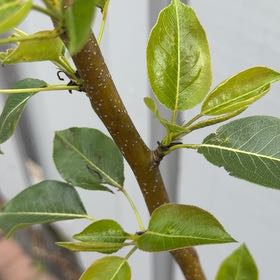 Photo of the plant species Common Pear by @ZanyGollum69 named Spike Leaves on Greg, the plant care app