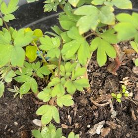 Photo of the plant species Asian Bleeding-Heart by @ZanyGollum69 named Mochi on Greg, the plant care app