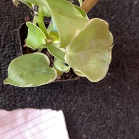 Photo of the plant species New Zealand Broadleaf by @ProDogfennel9 named Rosa on Greg, the plant care app