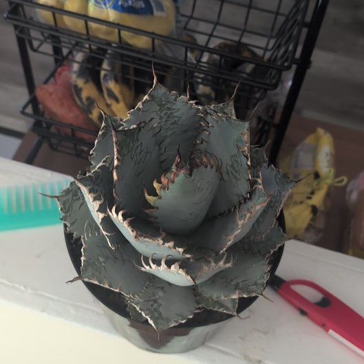 Photo of the plant species Butterfly Agave by @FairSkunkbush11 named The Lion on Greg, the plant care app