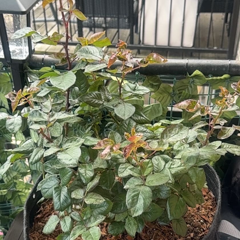 Photo of the plant species Celestial Rose by @SageMum66 named Miley on Greg, the plant care app