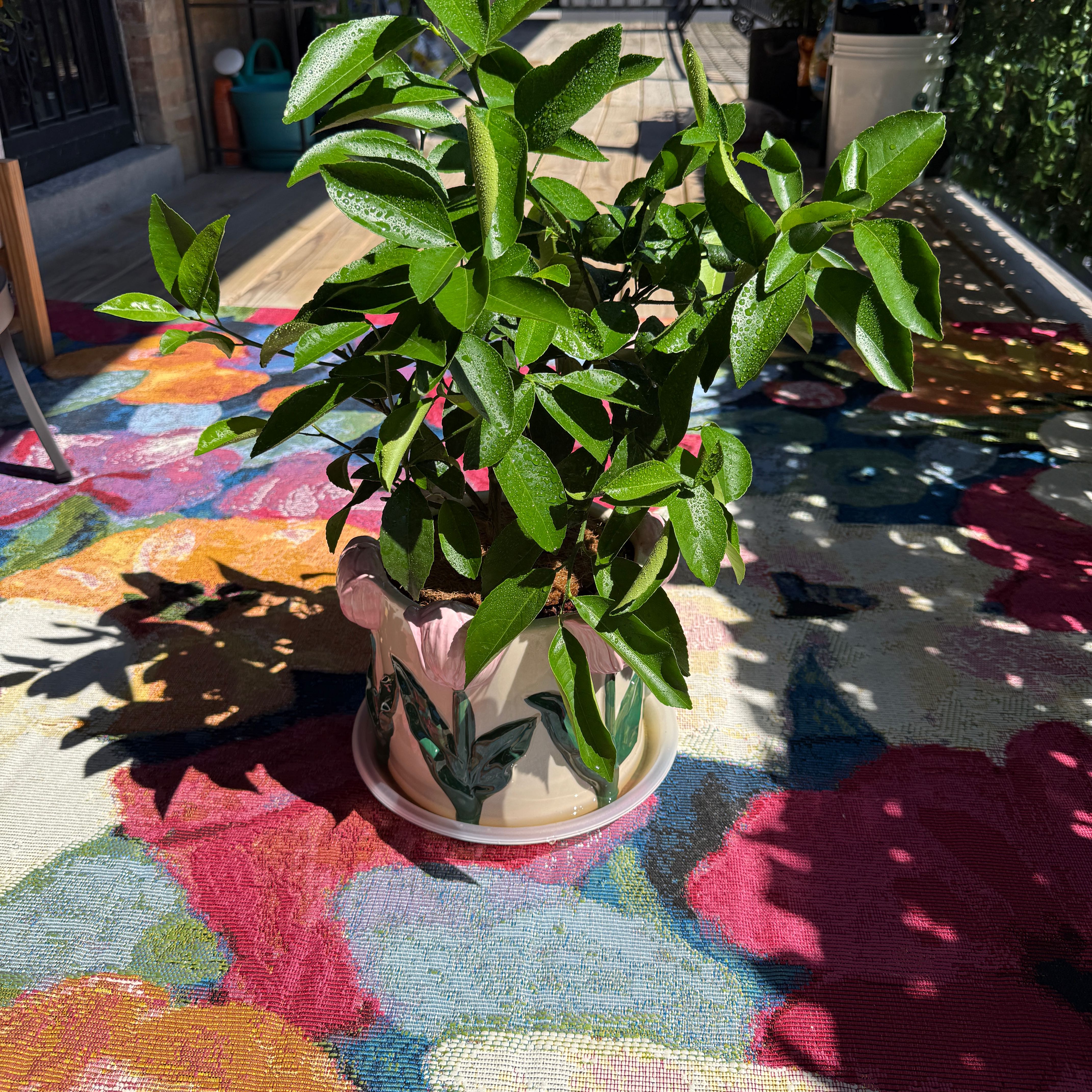Photo of the plant species Improved dwarf meyer lemon by @SageMum66 named Muhammad Ali on Greg, the plant care app