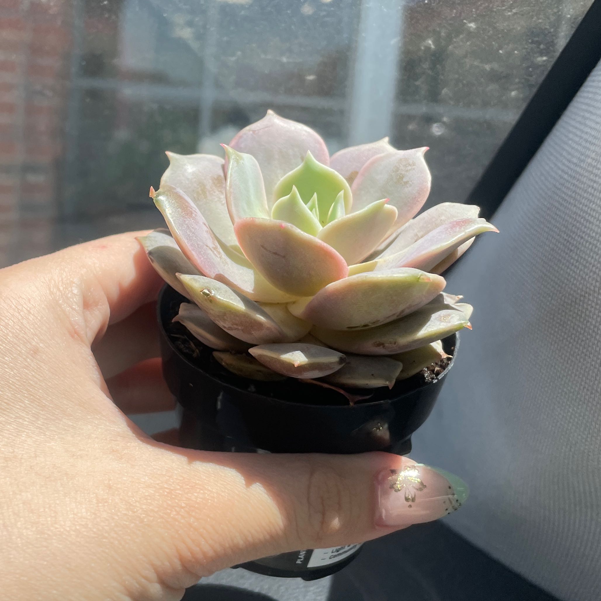 Photo of the plant species Echeveria 'Pink Diamond' by @AlwaysWorm47 named Pearl on Greg, the plant care app